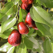Asian Date Jujube Seeds