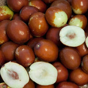 Brown Jujube Seeds