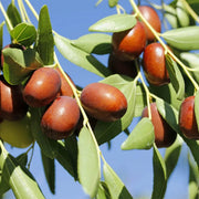 Brown Jujube Seeds
