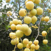 Buffalo Thorn Jujube Seeds
