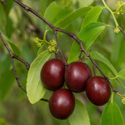 Buffalo Thorn Jujube Seeds