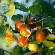 Chico Jujube Seeds
