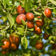 Chico Jujube Seeds