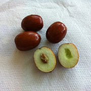 Giant Sweet Jujube Seeds