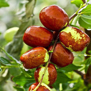 Honey Jar Jujube Seeds