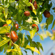 Lang Jujube Seeds