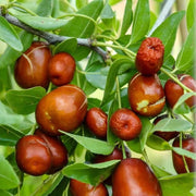 Lang Jujube Seeds