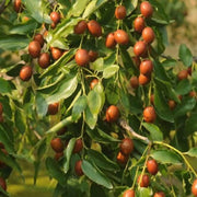 Merron Jujube Seeds