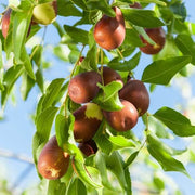 Merron Jujube Seeds