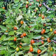 Mixed Jujube Seeds