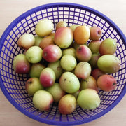 Mixed Jujube Seeds