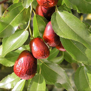 Red Jujube Seeds