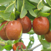 Redlands Jujube Seeds