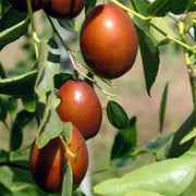 Redlands Jujube Seeds