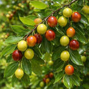 Jujube Seeds - All In One For Home Gardens