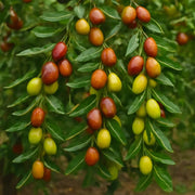 Jujube Seeds - All In One For Home Gardens