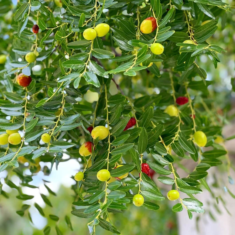 Jujube Seeds - All In One For Home Gardens