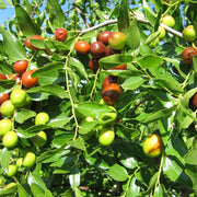 Brown Jujube Seeds