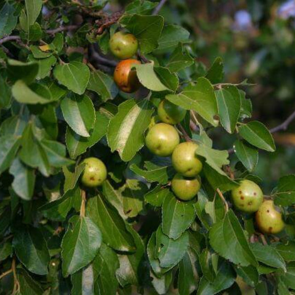 Buffalo Thorn Jujube Seeds