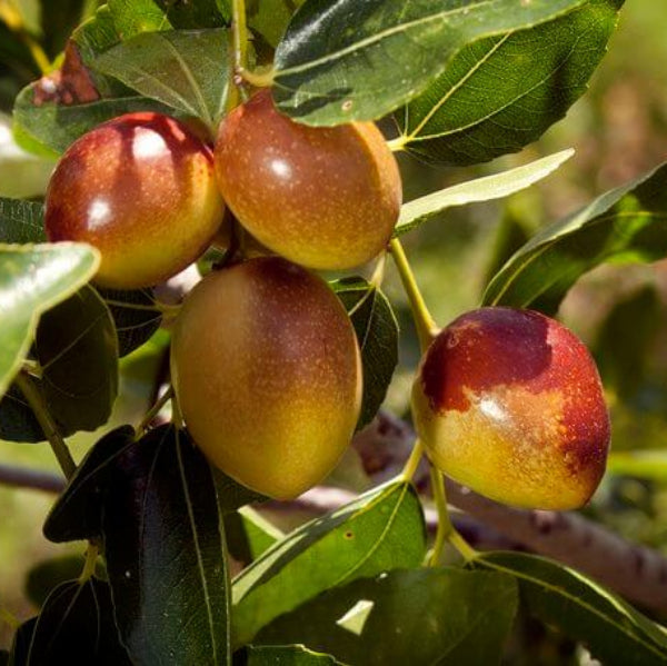 Chico Jujube Seeds