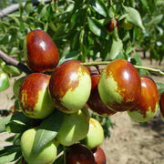 Giant Sweet Jujube Seeds