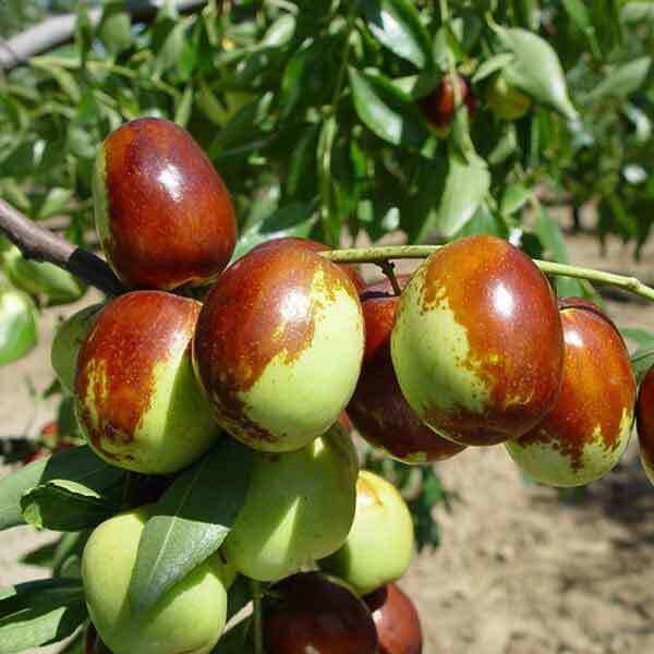 Green-Brown Jujube Seeds