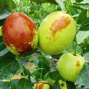 Honey Jar Jujube Seeds
