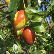 Lang Jujube Seeds