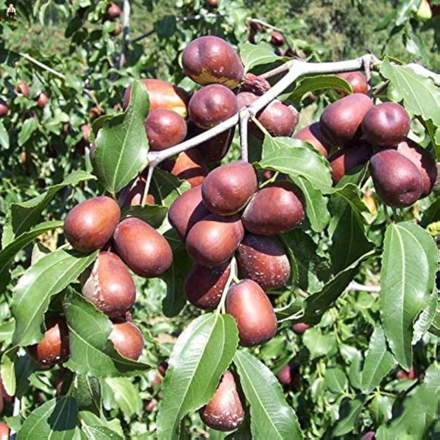 Merron Jujube Seeds