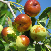 Redlands Jujube Seeds