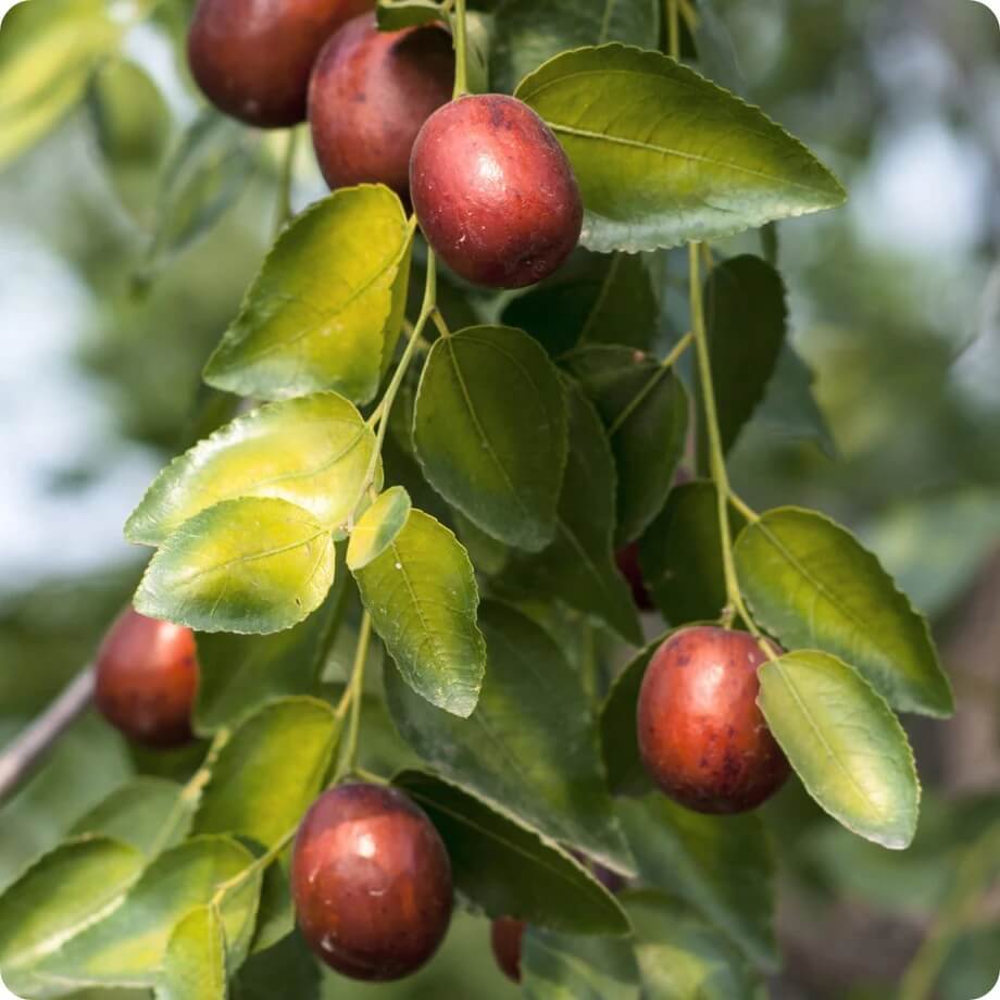 Shanlix Jujube Seeds