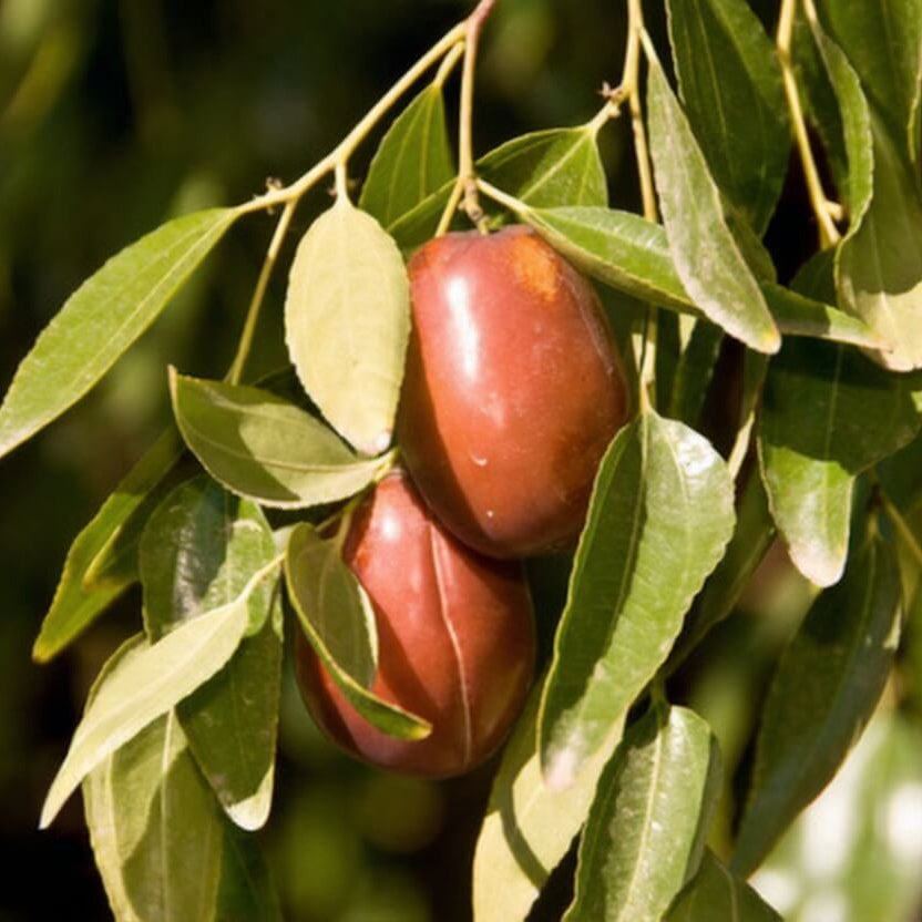 Sherwood Jujube Seeds