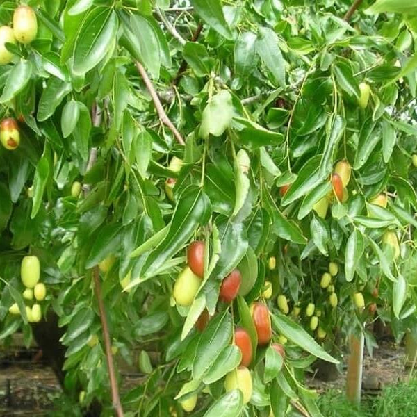Silverhill Jujube Seeds