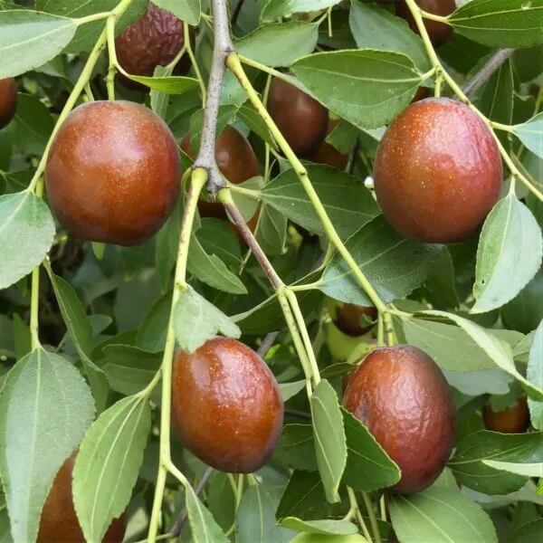 Sugar Cane Jujube Seeds