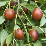 Sugar Cane Jujube Seeds