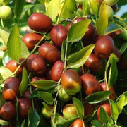 Shanlix Jujube Seeds