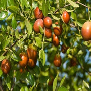 Shanlix Jujube Seeds