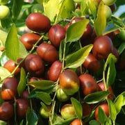 Sherwood Jujube Seeds