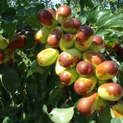 Sherwood Jujube Seeds