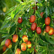 Silverhill Jujube Seeds