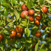 Sugar Cane Jujube Seeds