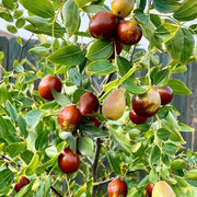 Sugar Cane Jujube Seeds