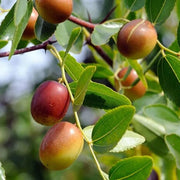 Green-Brown Jujube Seeds