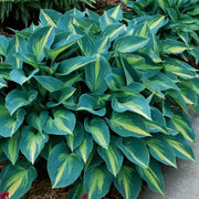 June Hosta Seeds - Flower Plant