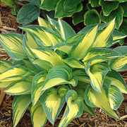 June Hosta Seeds - Flower Plant