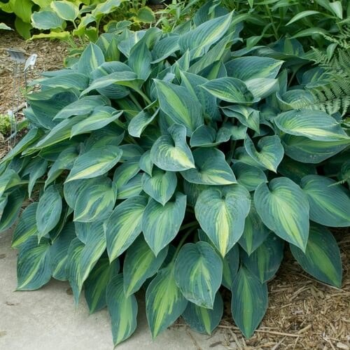 June Hosta Seeds - Flower Plant