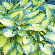June Hosta Seeds - Flower Plant