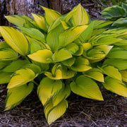 June Hosta Seeds - Flower Plant
