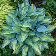 June Hosta Seeds - Flower Plant