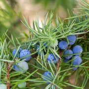 Juniper Berry Seeds